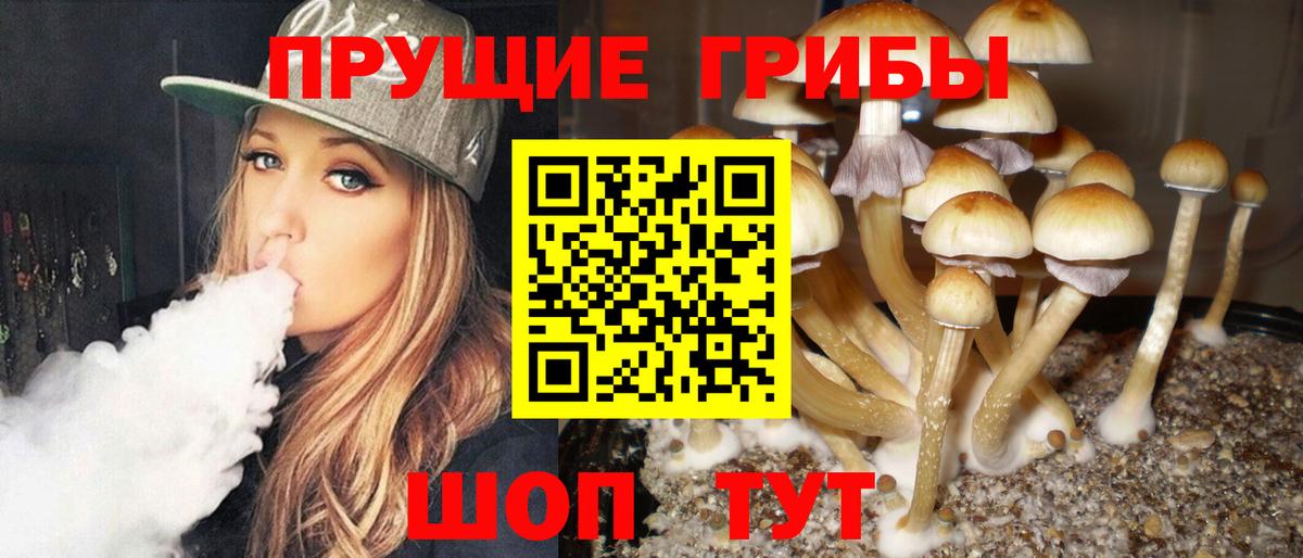 Псилоцибиновые грибы прущие грибы  Вход с VPN  Вязники  Псилоцибиновые грибы GOLDEN TEACHER 